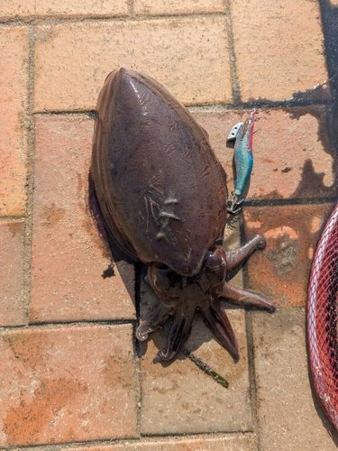 コウイカの釣果