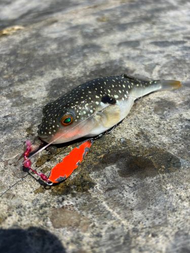 フグの釣果