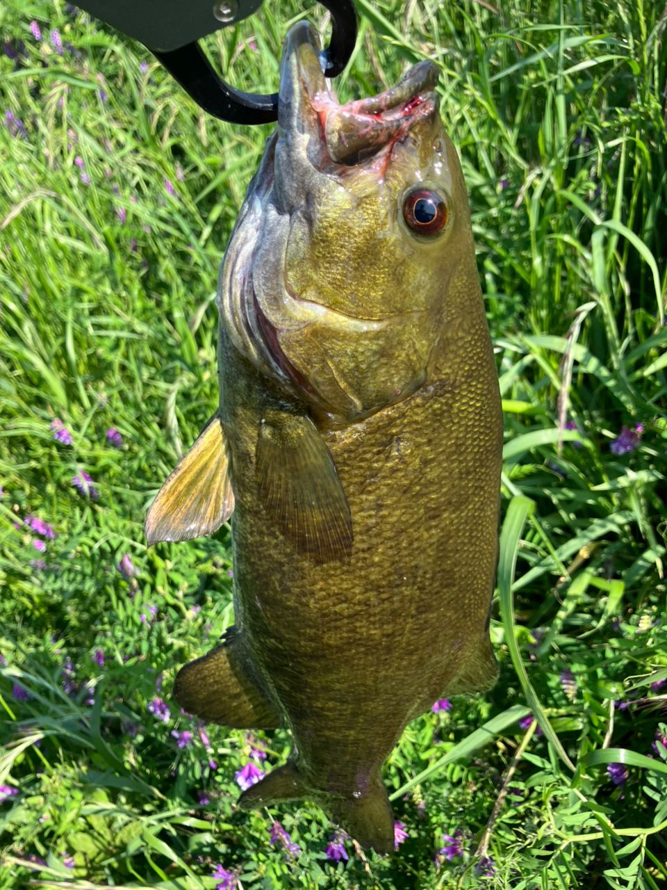 スモールマウスバス