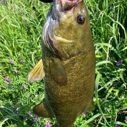 スモールマウスバス