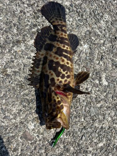 チャイロマルハタの釣果