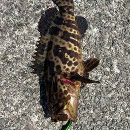 チャイロマルハタ