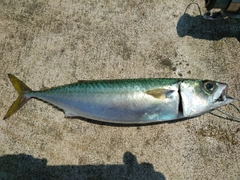 サバの釣果