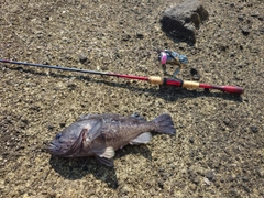 クロソイの釣果