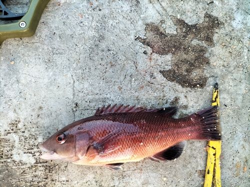 コブダイの釣果