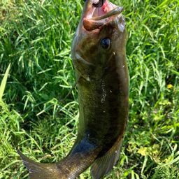 スモールマウスバス