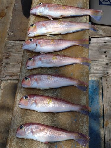 アマダイの釣果