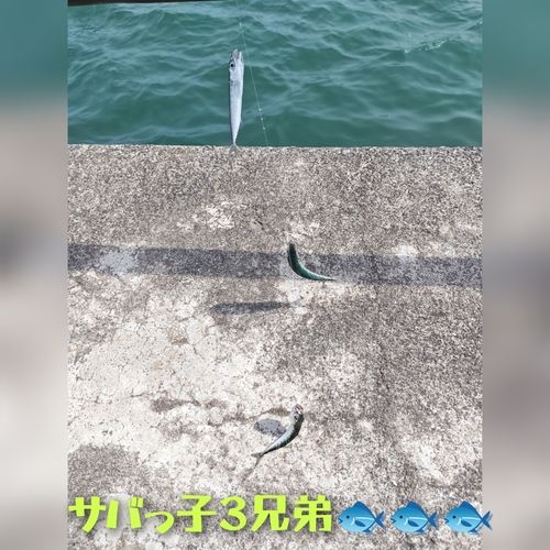 サバの釣果