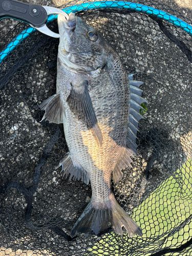 クロダイの釣果