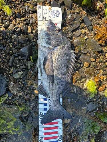 クロダイの釣果