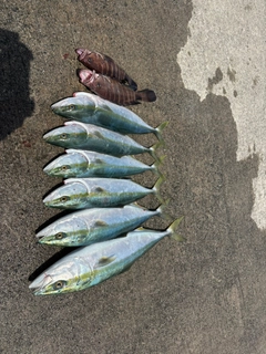ハマチの釣果