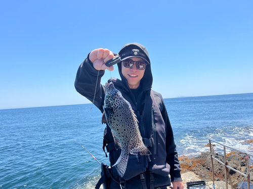 イシガキダイの釣果