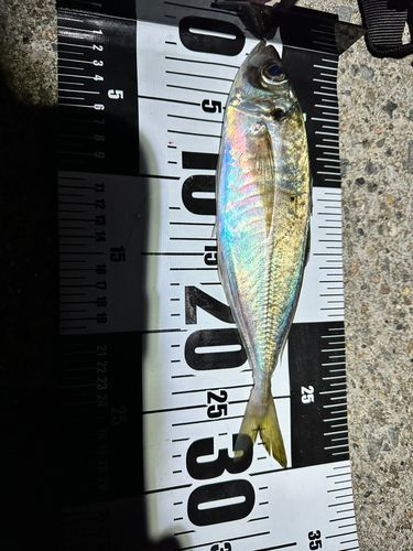 マアジの釣果