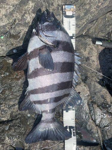 イシダイの釣果