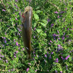 スモールマウスバス