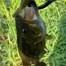 スモールマウスバス