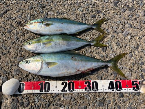 イナダの釣果