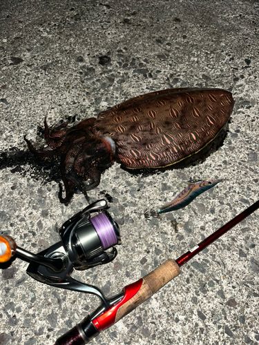 モンゴイカの釣果
