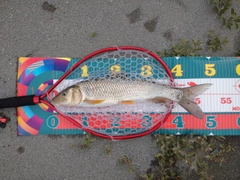 ニゴイの釣果