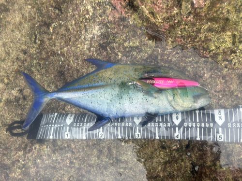 カスミアジの釣果