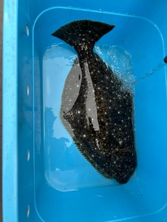 ヒラメの釣果