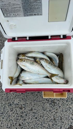 コノシロの釣果