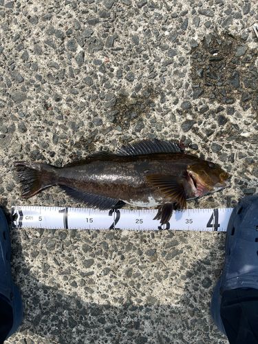 アイナメの釣果