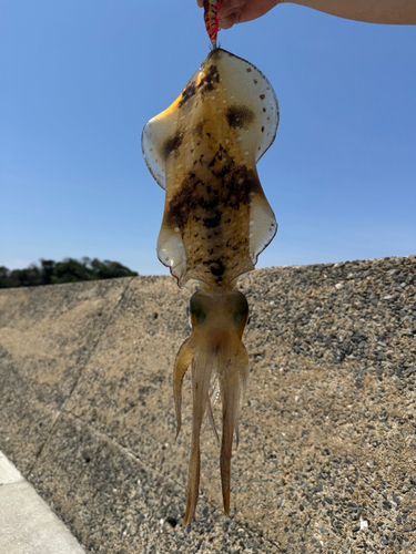 イカの釣果