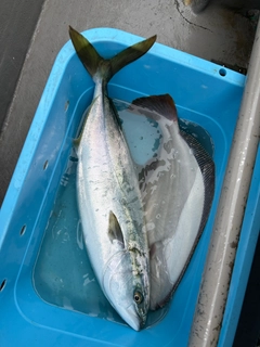 ワラサの釣果
