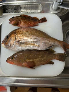 マダイの釣果