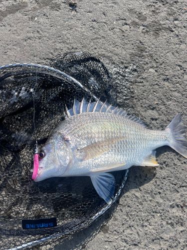 キビレの釣果