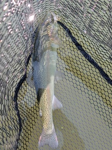 ニジマスの釣果