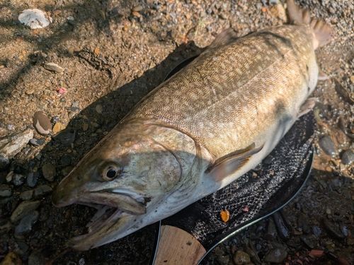 アメマスの釣果