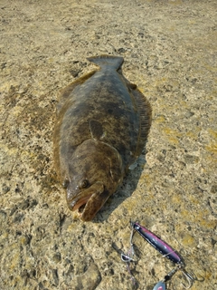 ヒラメの釣果