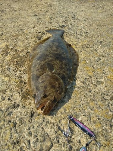 ヒラメの釣果