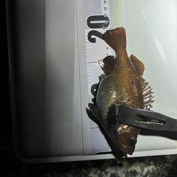 エゾメバル