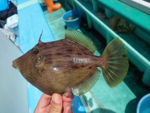 カワハギの釣果