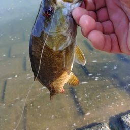 スモールマウスバス