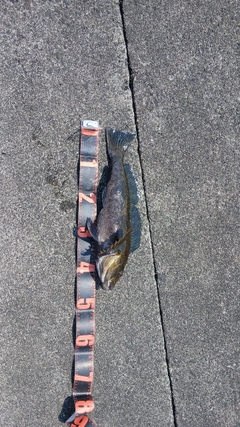 アイナメの釣果