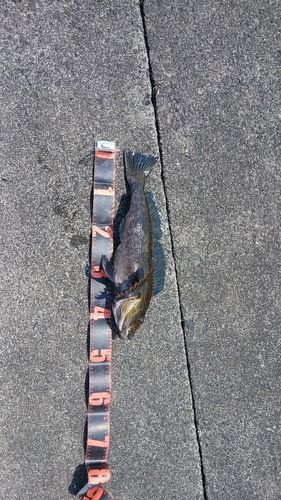 アイナメの釣果