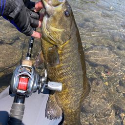 スモールマウスバス