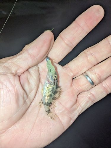 タケノコメバルの釣果