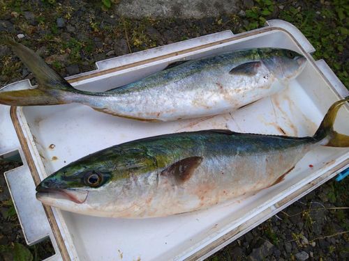 ガンドの釣果