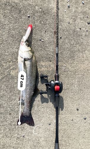 シーバスの釣果