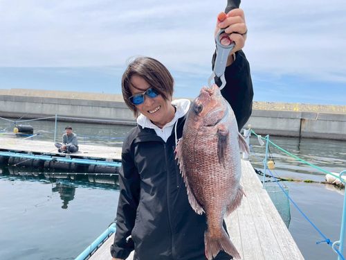 マダイの釣果