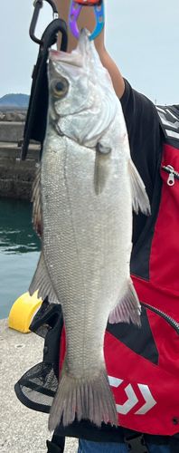 セイゴ（ヒラスズキ）の釣果
