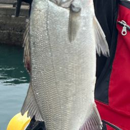 セイゴ（ヒラスズキ）