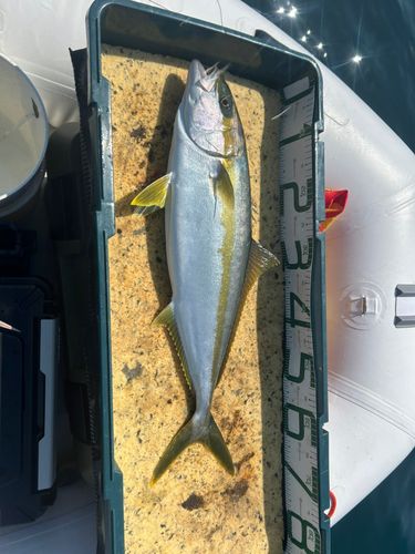 ヒラマサの釣果