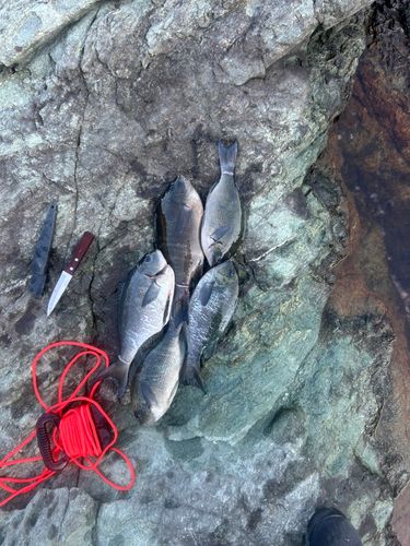 クロの釣果