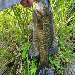スモールマウスバス